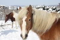 Pferde-Winter_2